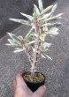 画像6: ユーフォルビア　花キリン錦　 (6)