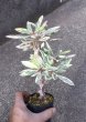 画像2: ユーフォルビア　花キリン錦　 (2)