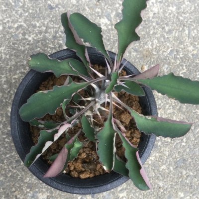 画像1: ユーフォルビア リギディスピナ