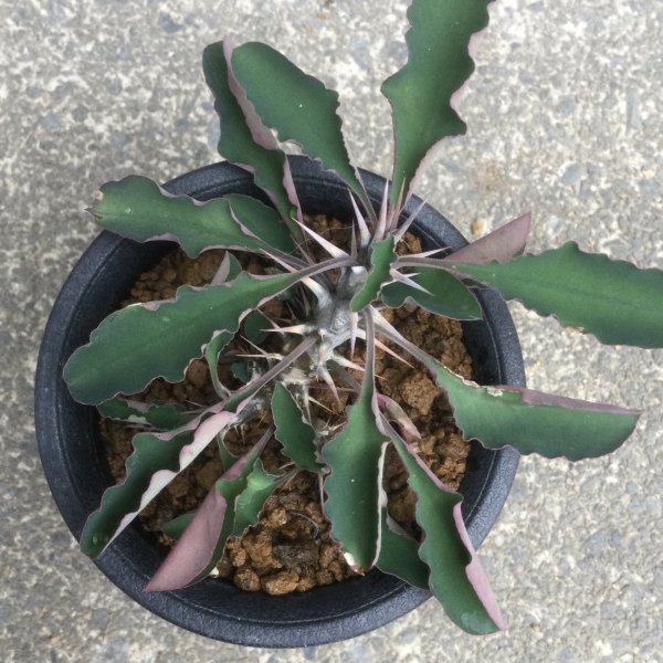 画像3: ユーフォルビア　リギディスピナ (3)