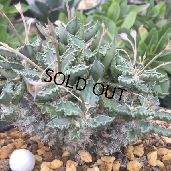 画像2: ユーフォルビア　トゥレアレンシス (2)