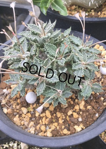 画像1: ユーフォルビア　トゥレアレンシス (1)