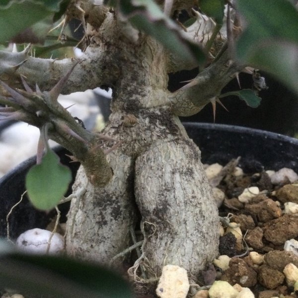 画像2: ユーフォルビア　リギディスピナ (2)