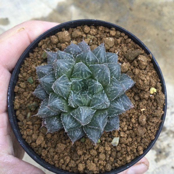 画像1: ハオルチア　‘ ミラーボール’ (1)