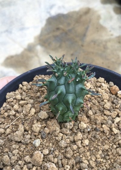 画像1: ユーフォルビア デセプタ