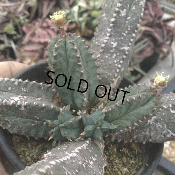 画像1: ユーフォルビア　ツビグランス　 (1)