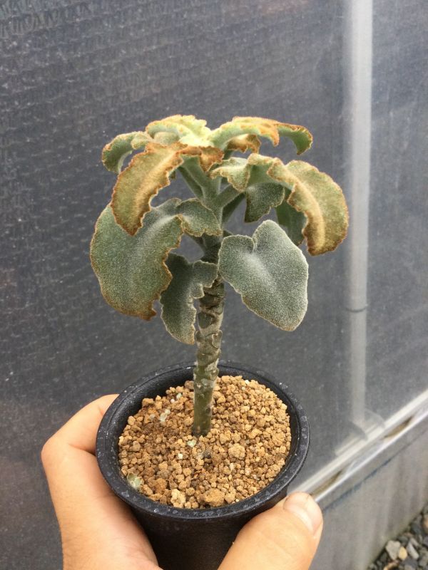 カランコエ ベハレンシス ミニマフォーム M S Plants