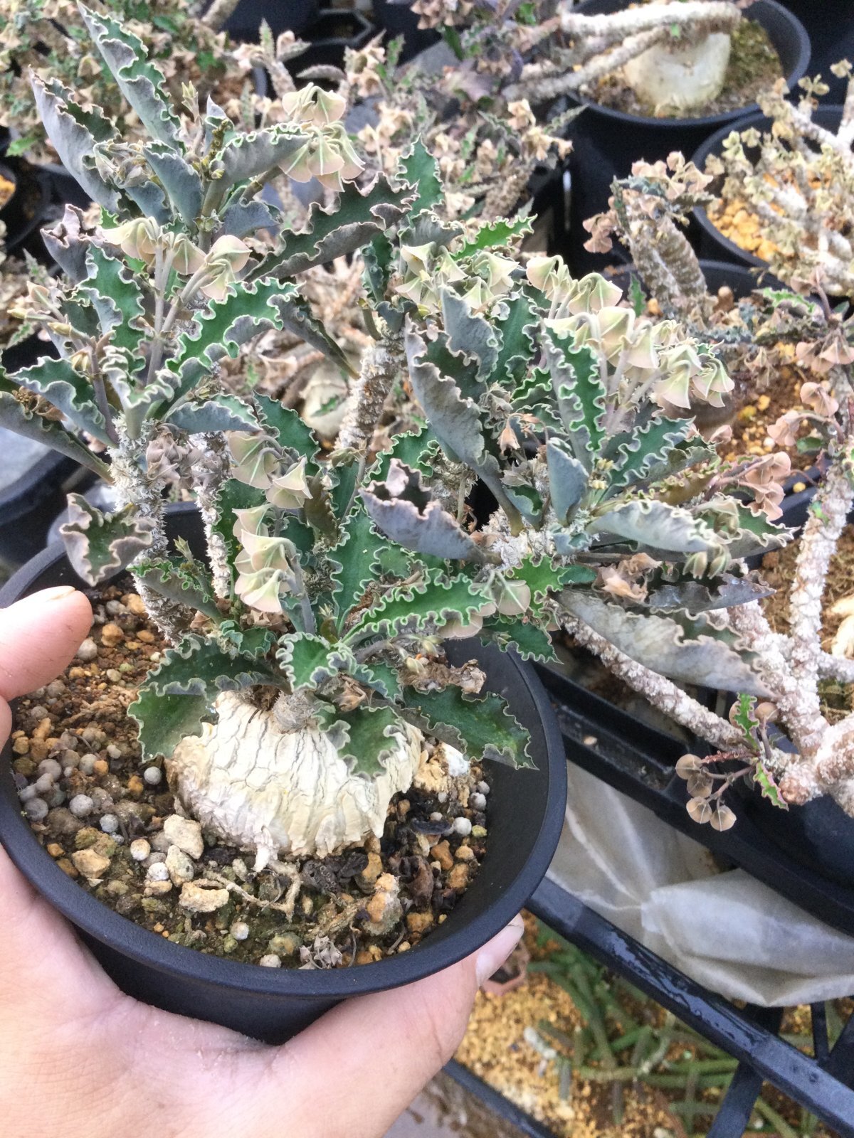 ユーフォルビア アンボボベンシス × 中川智治 鉢 ユーフォルビア アンボボンベンシス - M's plants