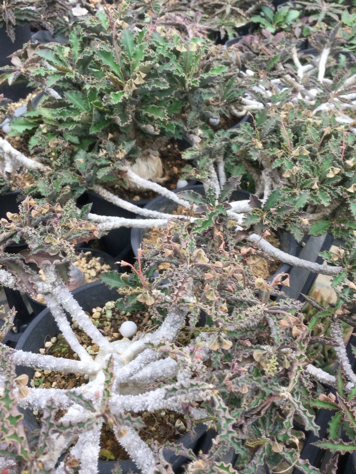 ユーフォルビア アンボボンベンシス - M's plants