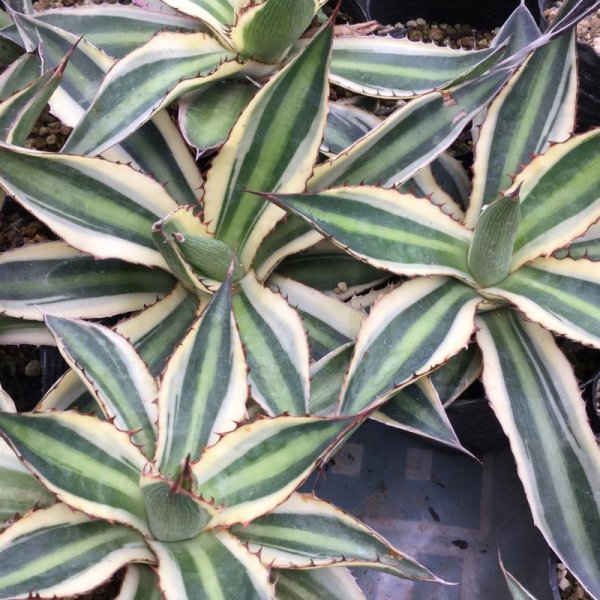 画像4: Agave  lophantha  ' 五色万代 ' (4)