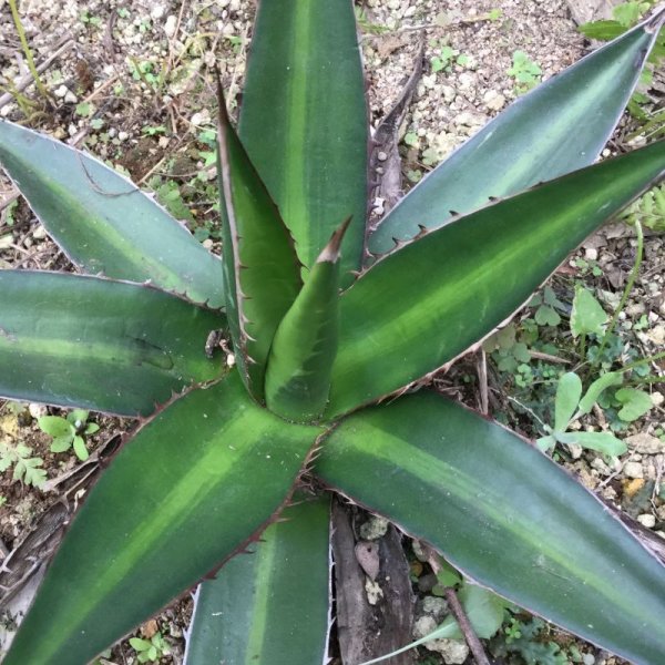 画像3: Agave kerchovei (3)