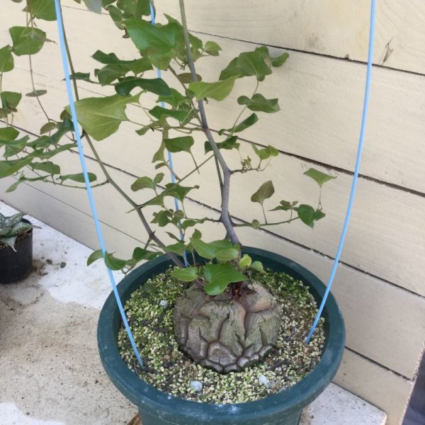 Dioscorea elephantipes (アフリカ亀甲竜) - M's plants