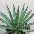 画像4: Agave filifera (4)