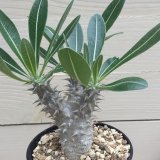 画像: Pachypodium  densiflorum