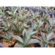 画像5: Agave filifera (5)