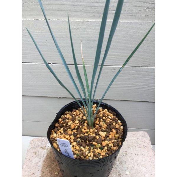 Yucca thompsoniana - M's plants