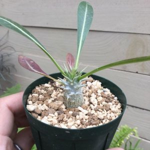 画像: Pachypodium eburneum