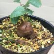 画像6: Dioscorea elephantipes  - v. montana　(アフリカ亀甲竜　v. モンタナ) (6)