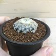 画像3: Mammillaria schiedeana　( 明星 ) (3)