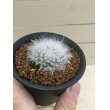 画像6: Mammillaria  guelzowiana  '  麗晃殿 ' (6)