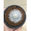 画像7: Mammillaria  guelzowiana  '  麗晃殿 ' (7)