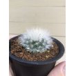 画像4: Mammillaria  guelzowiana  ' 薫晃殿 ' (4)