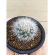 画像3: Mammillaria  guelzowiana  ' 薫晃殿 ' (3)