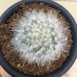 画像1: Mammillaria  guelzowiana  ' 薫晃殿 ' (1)