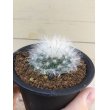 画像2: Mammillaria  guelzowiana  ' 薫晃殿 ' (2)