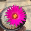 画像3: Mammillaria  guelzowiana  '  麗晃殿 ' (3)