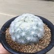 画像2: Mammillaria  plumosa   ( 白星 ) (2)