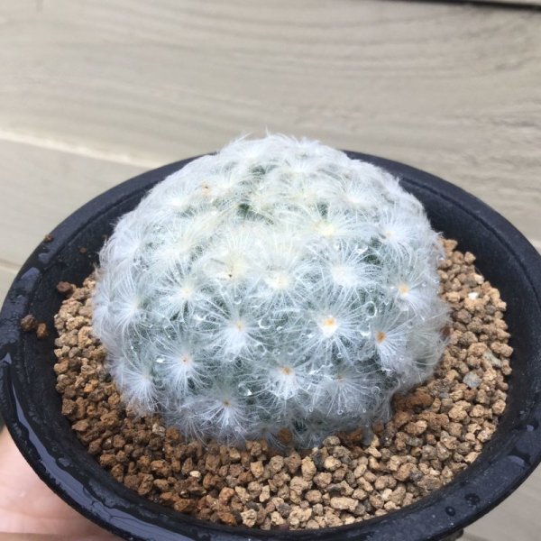 画像2: Mammillaria  plumosa   ( 白星 ) (2)