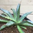 画像5: Agave horrida  perotensis (5)