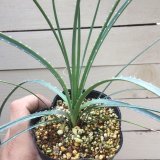 画像: Dasylirion  acrotrichum  - v. parryanum