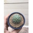 画像4: Mammillaria  boolii (4)