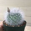 画像1: Mammillaria  guelzowiana  '  麗晃殿 ' (1)