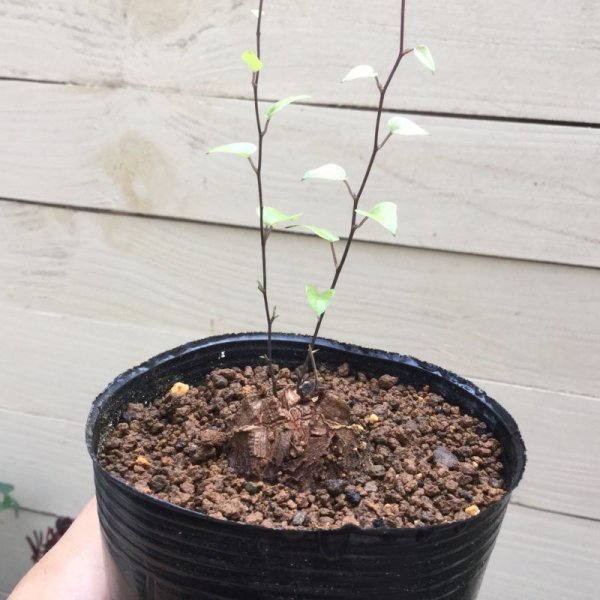 Dioscorea elephantipes - v. montana (アフリカ亀甲竜 v. モンタナ) - M's plants