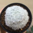 画像4: Mammillaria  plumosa   ( 白星 ) (4)