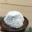 画像6: Mammillaria  plumosa   ( 白星 ) (6)