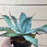 画像: Agave potatorum  -  verschaffeltii