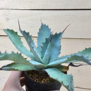 画像: Agave potatorum  -  verschaffeltii