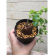 画像2: Dioscorea elephantipes  - v. montana　(アフリカ亀甲竜　v. モンタナ) (2)