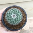 画像1: Mammillaria  bravoae (1)