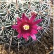 画像1: Mammillaria  スタンドゥレイ (1)