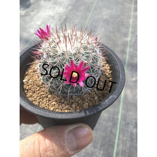 画像2: Mammillaria  スタンドゥレイ (2)