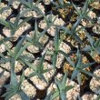 画像2: Agave utahensis subsp. kaibabensis (2)