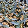 画像1: Agave temacapulinensis (1)