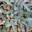 画像5: Agave seemanniana (5)