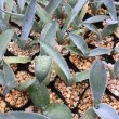 画像4: Agave seemanniana (4)