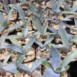 画像1: Agave guadalajarana (1)